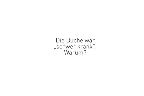 Buch-Waitze-Buche6